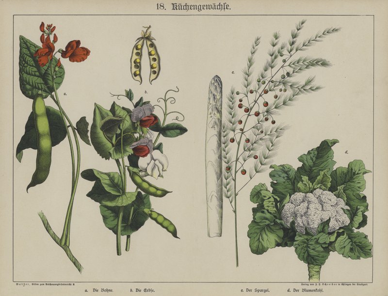 Plantas de German School