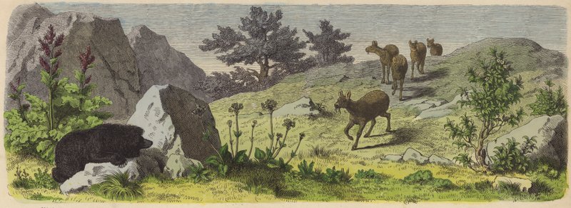 Plantas y animales de las montañas de Asia de German School