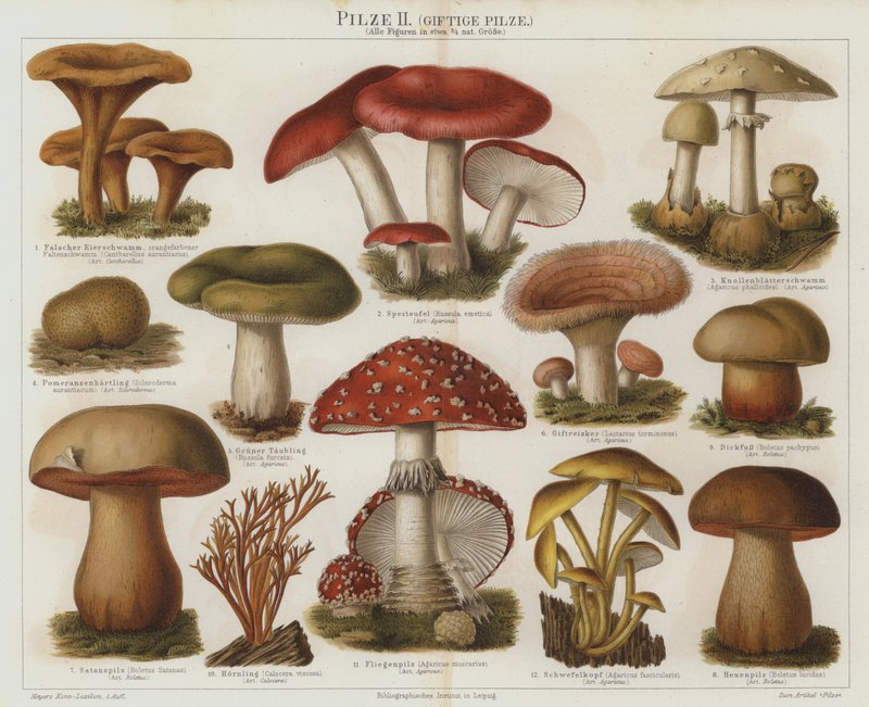 Hongos venenosos de German School