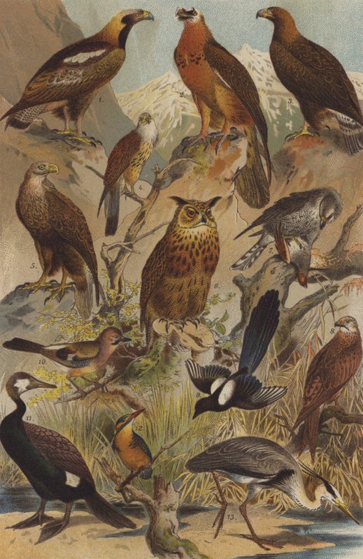 Aves de presa de German School
