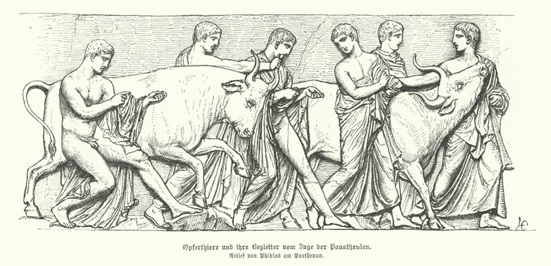 Animales sacrificados en la procesión de las Panateneas en la Antigua Grecia (grabado) de German School