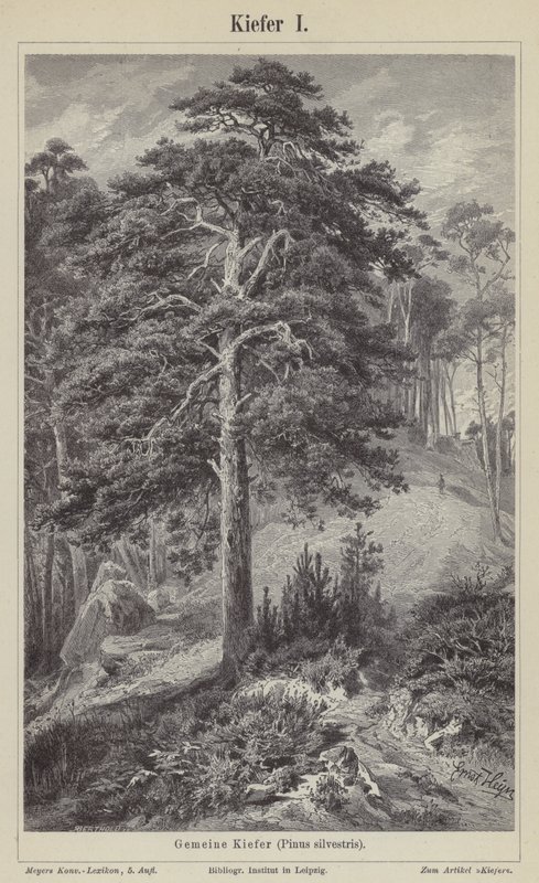 Pino silvestre de German School