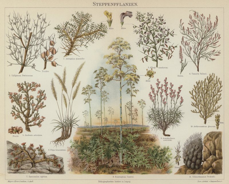 Plantas de estepa de German School