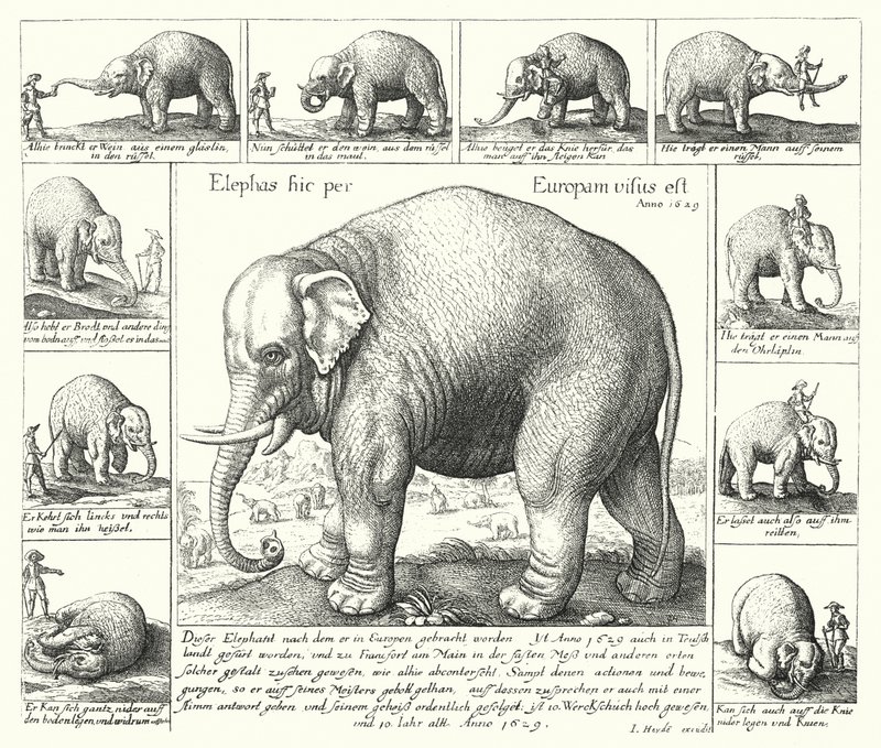 El elefante dócil de German School