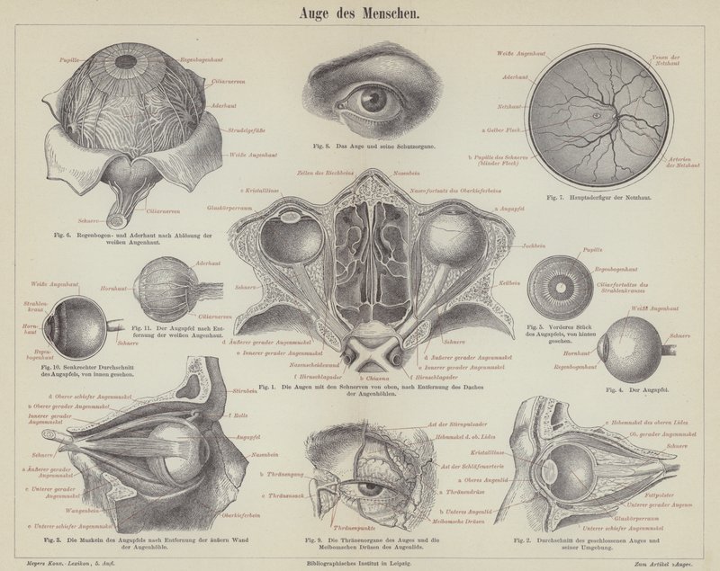 El ojo humano de German School