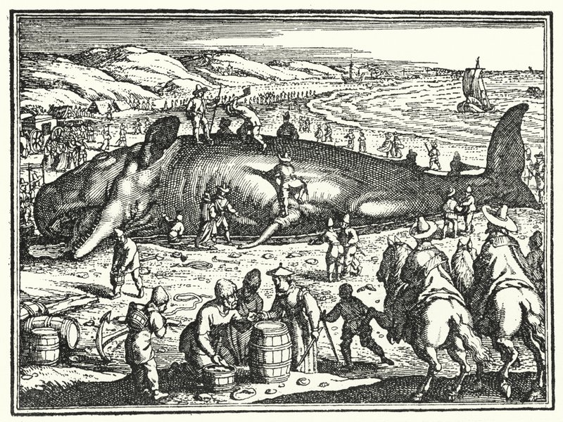 La ballena de Antorf de German School