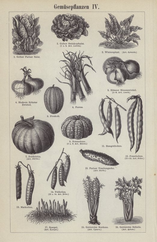 Verduras (grabado) de German School