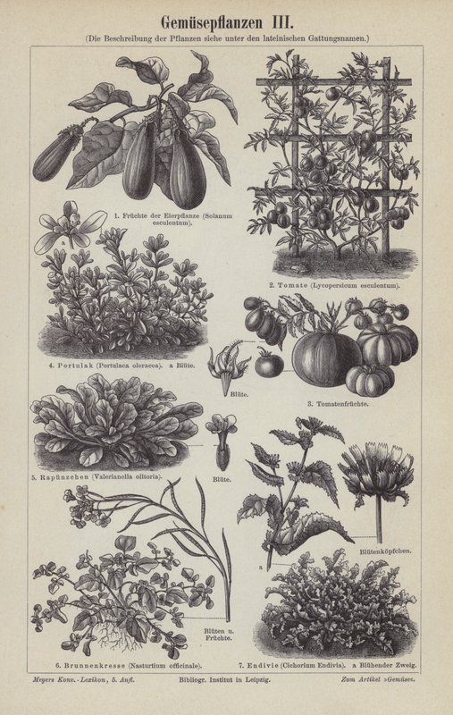 Vegetales de German School