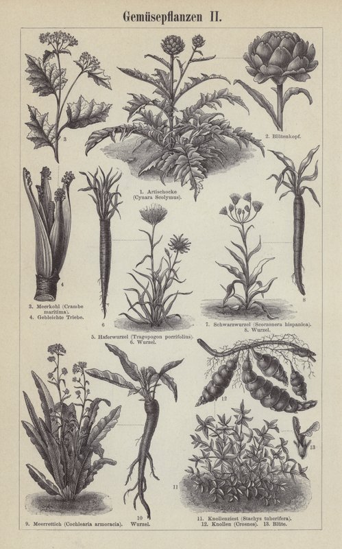 Vegetales de German School