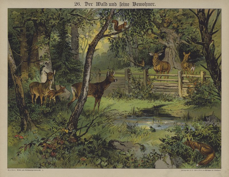 Vida silvestre de German School