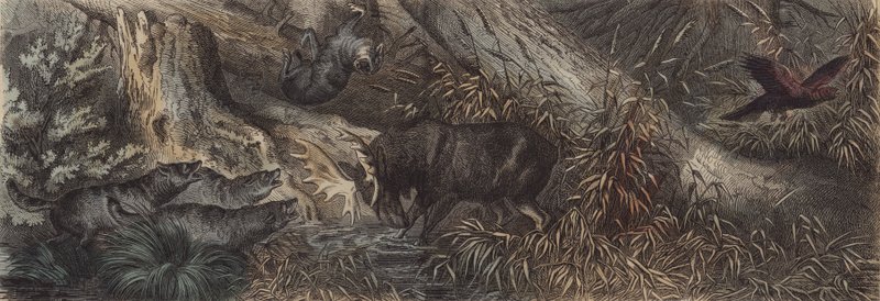 Fauna del norte de Rusia de German School