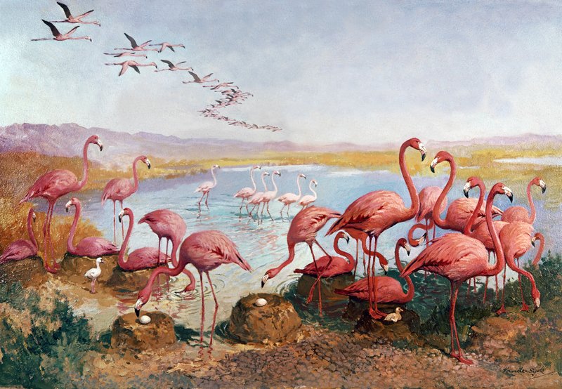 Flamencos rosas de Gerritt Vandersyde