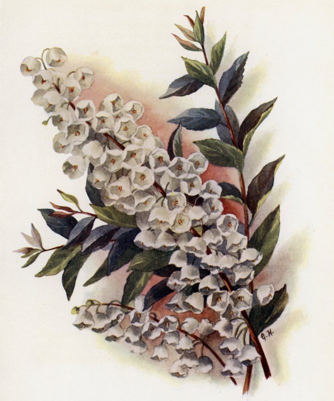 Andromeda Speciosa v Cassinefolia de Gertrude Hamilton