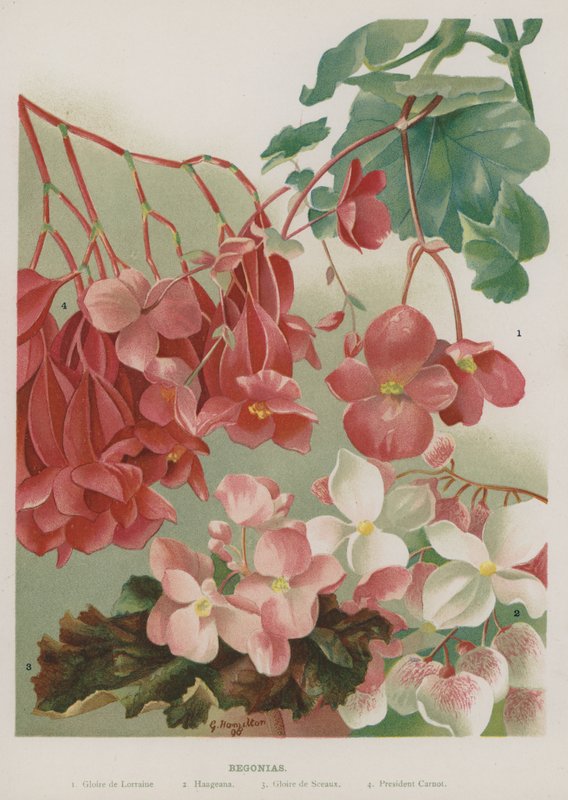 Begonias de Gertrude Hamilton