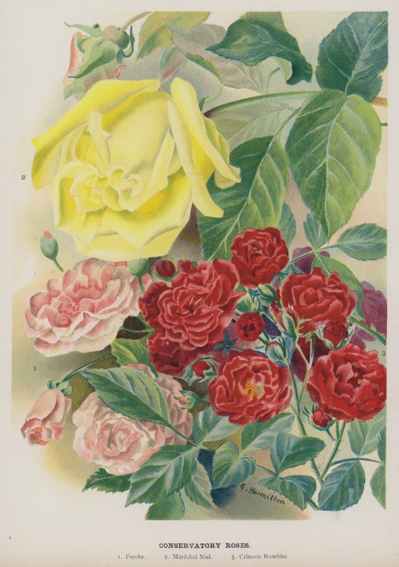 Rosas de invernadero de Gertrude Hamilton