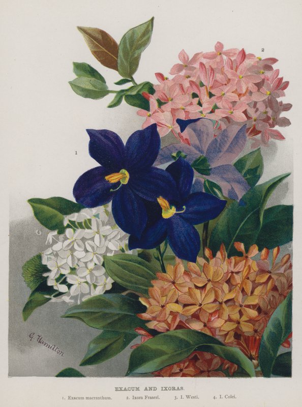 Exacum e Ixoras de Gertrude Hamilton
