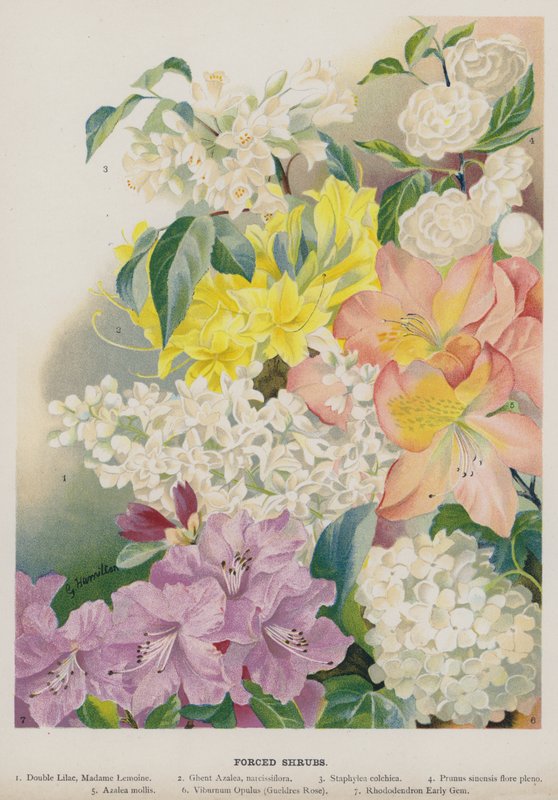 Arbustos forzados de Gertrude Hamilton