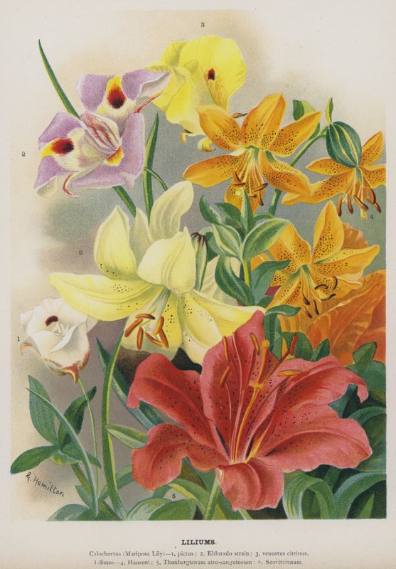 Lirios de Gertrude Hamilton