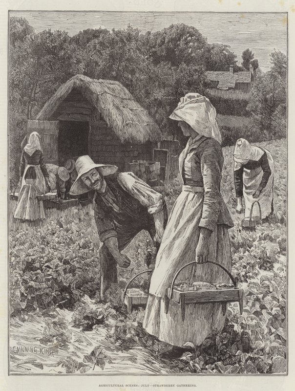 Escenas agrícolas, julio, recolección de fresas de Gunning King