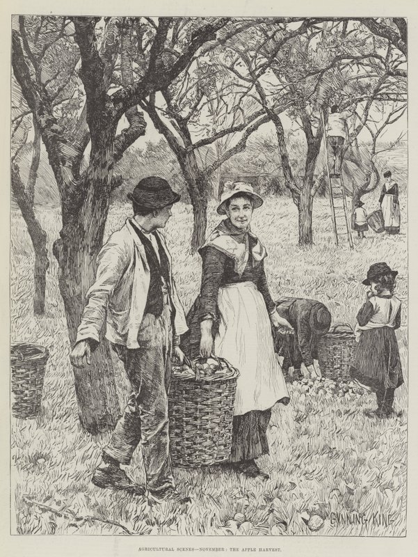 Escenas agrícolas, noviembre, la cosecha de manzanas de Gunning King