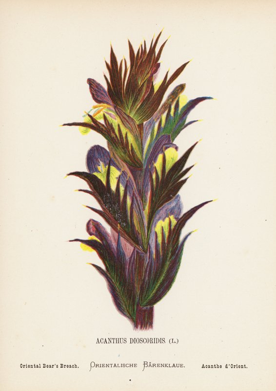 Flores silvestres de Tierra Santa: Acanthus Dioscoridis; Brecha del Oso Oriental (grabado coloreado) de Hannah Zeller