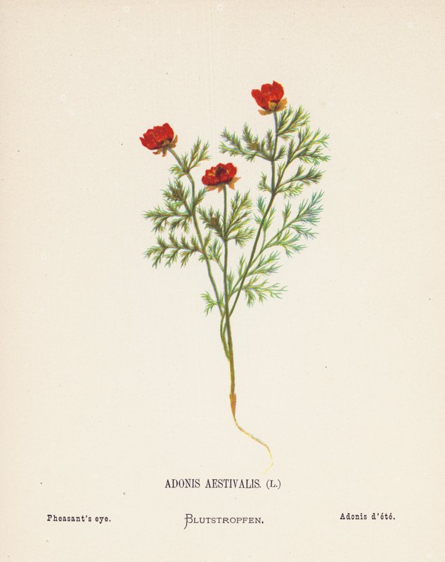 Flores silvestres de Tierra Santa: Adonis Aestivalis; Ojo de faisán (grabado coloreado) de Hannah Zeller