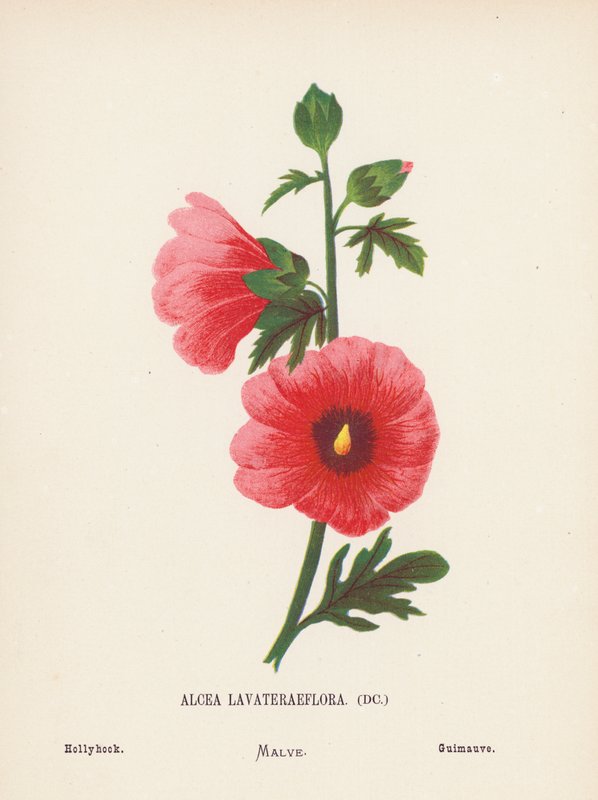 Flores silvestres de Tierra Santa: Alcea Lavateraeflora; Malvarrosa (grabado coloreado) de Hannah Zeller