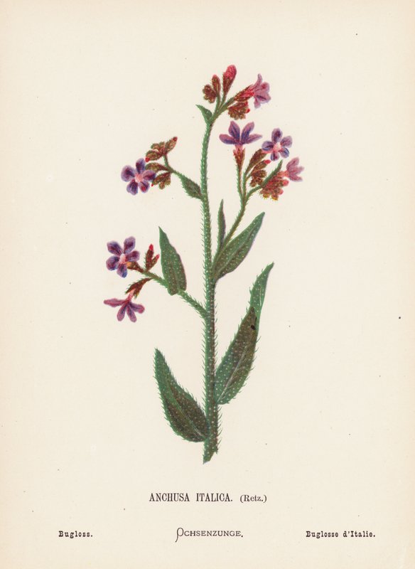 Flores silvestres de Tierra Santa: Anchusa Italica, Retz; Bugloss (grabado coloreado) de Hannah Zeller