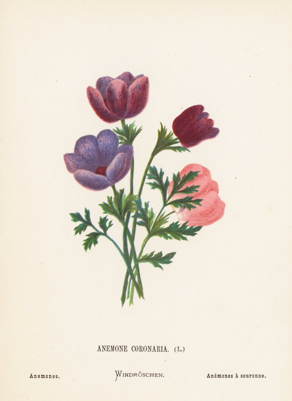 Flores silvestres de Tierra Santa: Anemone Coronaria; Anémonas (grabado coloreado) de Hannah Zeller