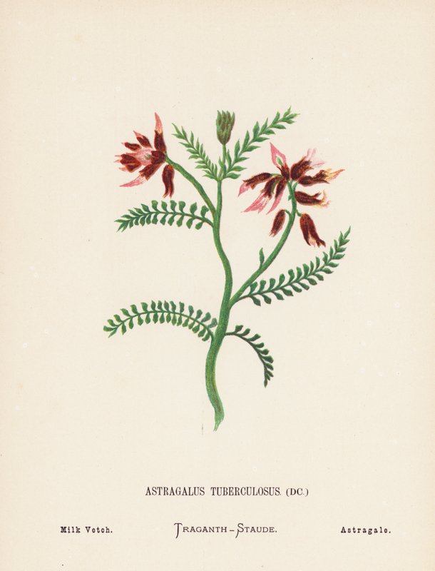 Flores silvestres de Tierra Santa: Astragalus Tuberculosus; Milk Vetch (grabado coloreado) de Hannah Zeller