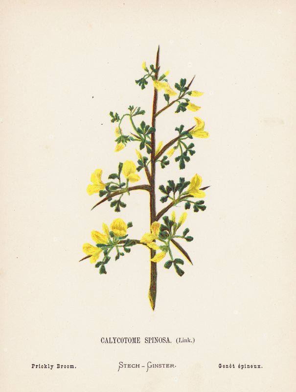 Flores silvestres de Tierra Santa: Calycotome Spinosa, Link; Retama espinosa (grabado coloreado) de Hannah Zeller