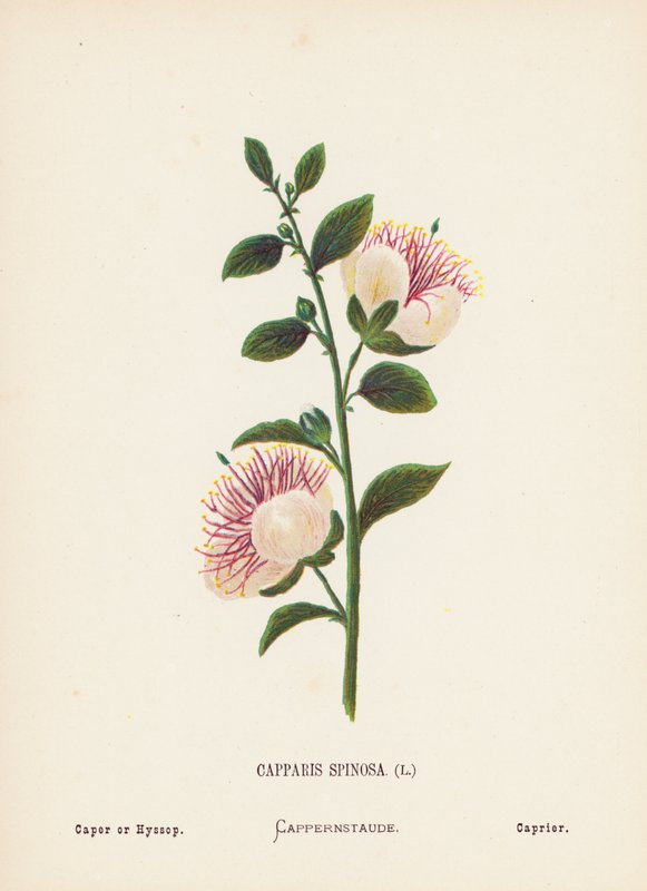 Flores silvestres de Tierra Santa: Capparis Spinosa; Alcaparra o hisopo (grabado coloreado) de Hannah Zeller