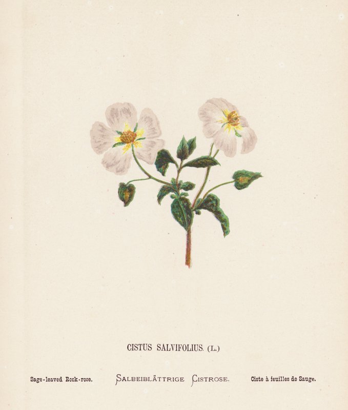 Flores silvestres de Tierra Santa: Cistus Salvifolius; Sage-leaved Rook-rose (grabado coloreado) de Hannah Zeller