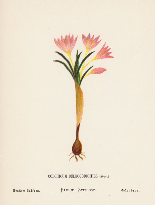 Flores silvestres de Tierra Santa: Colchicum Bulbocodioides, Stev; Azafrán de los prados (grabado coloreado) de Hannah Zeller