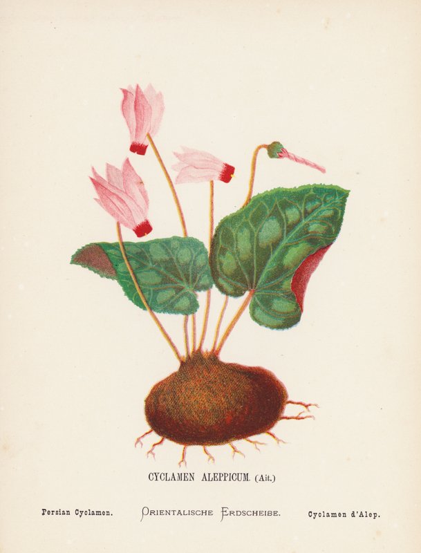 Flores silvestres de Tierra Santa: Cyclamen Aleppicum, Ait; Ciclamen persa (grabado coloreado) de Hannah Zeller