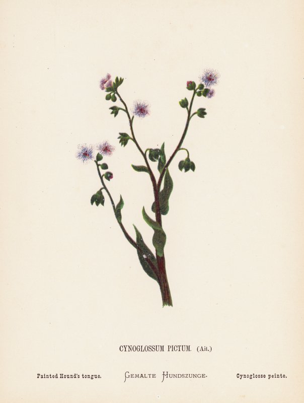 Flores silvestres de Tierra Santa: Cynoglossum Pictum, Ait; Lengua de sabueso pintada (grabado coloreado) de Hannah Zeller