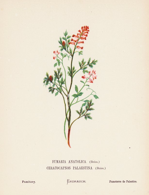 Flores silvestres de Tierra Santa: Fumaria Anatolica, Boiss, Ceratocapnos Palaestina, Boiss; Fumaria (grabado coloreado) de Hannah Zeller