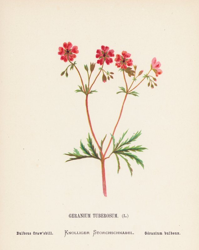 Flores silvestres de Tierra Santa: Geranium Tuberosum; Bulbous Craw