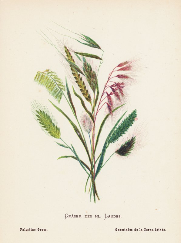 Flores silvestres de Tierra Santa: Graser des hl Landes; Palestine Grass (grabado coloreado) de Hannah Zeller