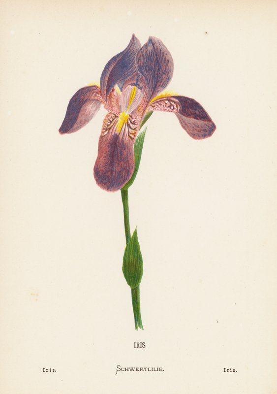 Flores silvestres de Tierra Santa: Iris; Iris (grabado coloreado) de Hannah Zeller