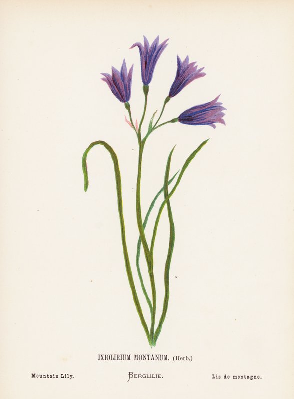 Flores silvestres de Tierra Santa: Ixiolirium Montanum, Hierba; Lirio de montaña (grabado coloreado) de Hannah Zeller