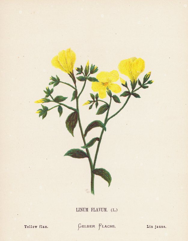Flores silvestres de Tierra Santa: Linum Flavum; Lino amarillo (grabado coloreado) de Hannah Zeller