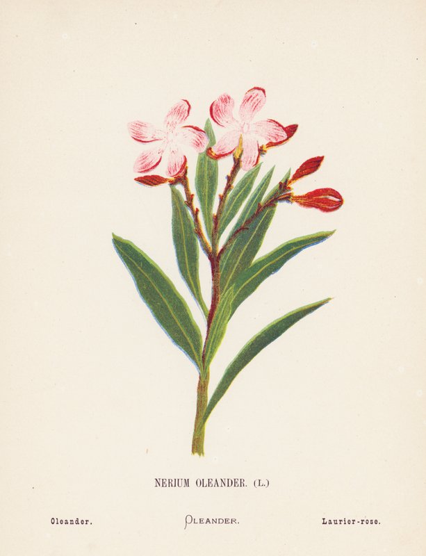 Flores silvestres de Tierra Santa: Nerium Oleander; Oleander (grabado coloreado) de Hannah Zeller