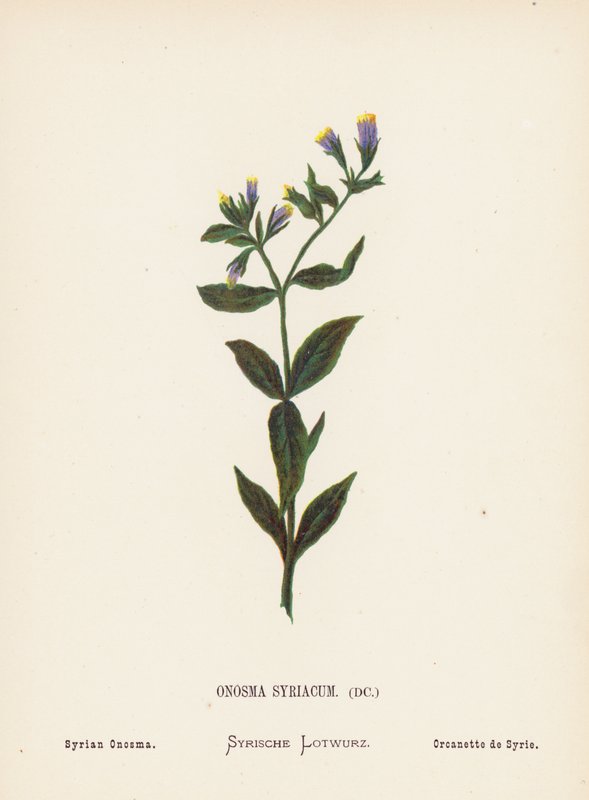 Flores silvestres de Tierra Santa: Onosma Syriacum; Onosma siria (grabado coloreado) de Hannah Zeller