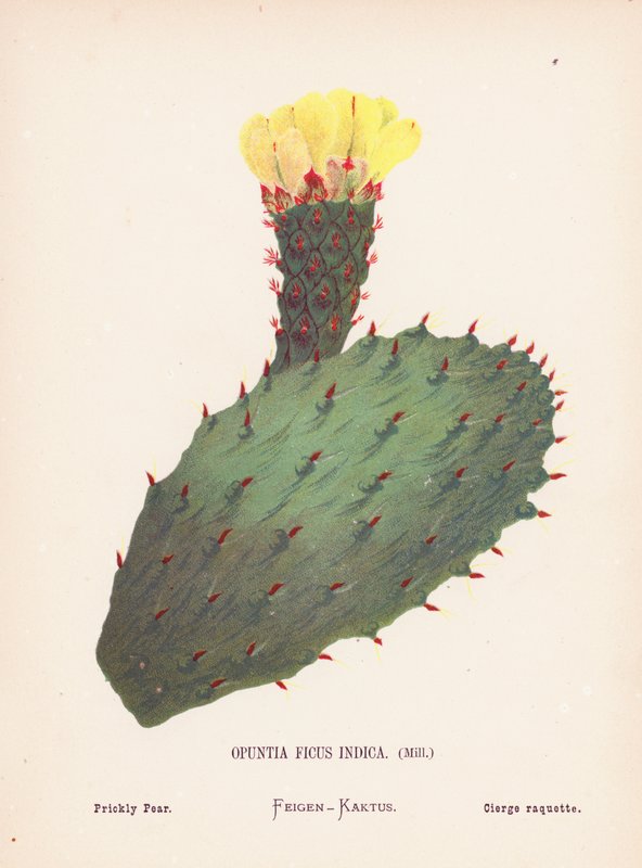 Flores silvestres de Tierra Santa: Opuntia Ficus Indica, Mill; Higo chumbo (grabado coloreado) de Hannah Zeller