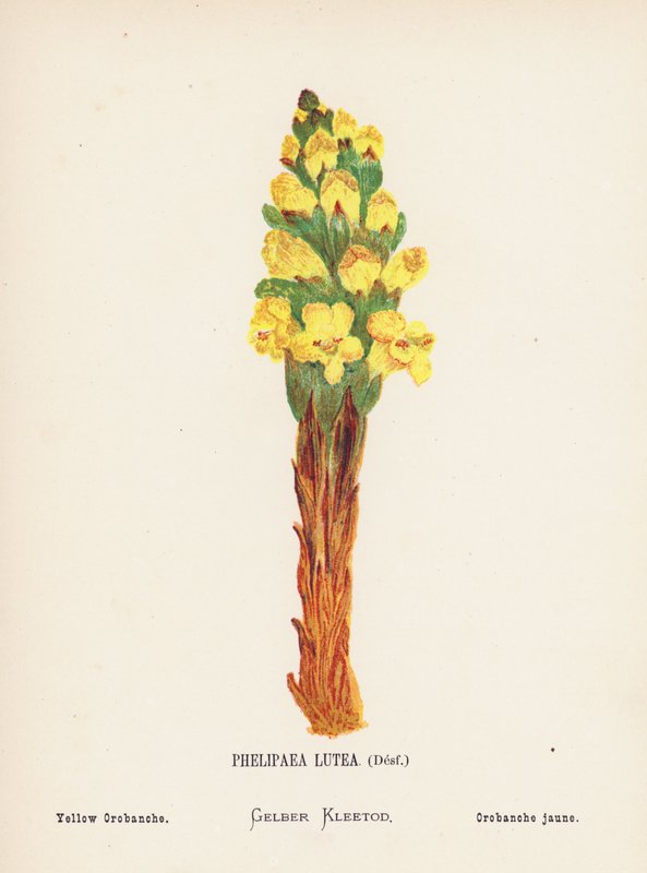 Flores silvestres de Tierra Santa: Phelipaea Lutea, Desf; Orobanche amarilla (grabado coloreado) de Hannah Zeller