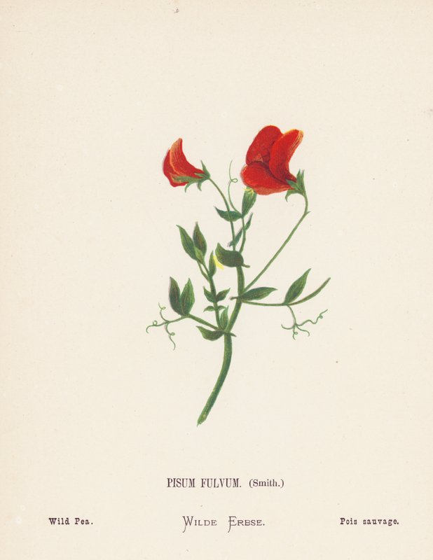 Flores silvestres de Tierra Santa: Pisum Fulvum, Smith; Guisante silvestre (grabado coloreado) de Hannah Zeller