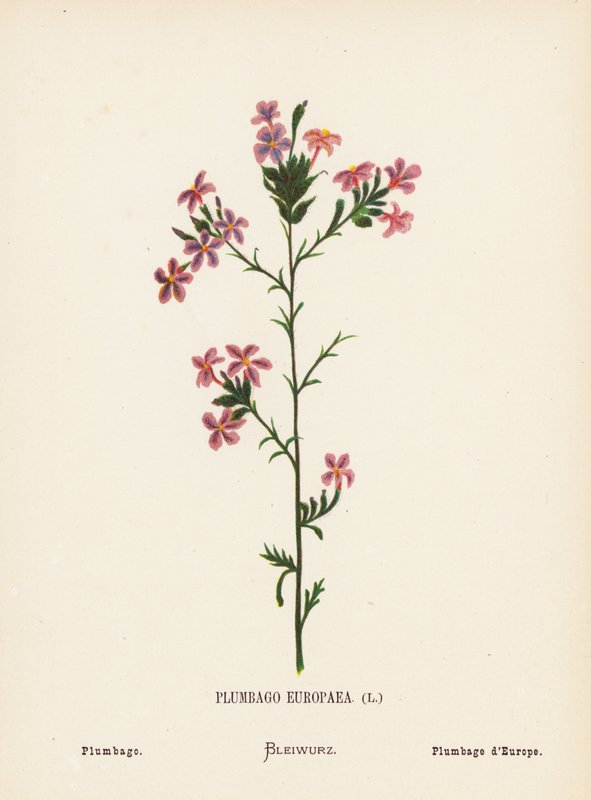 Flores silvestres de Tierra Santa: Plumbago Europaea; Plumbago (grabado coloreado) de Hannah Zeller