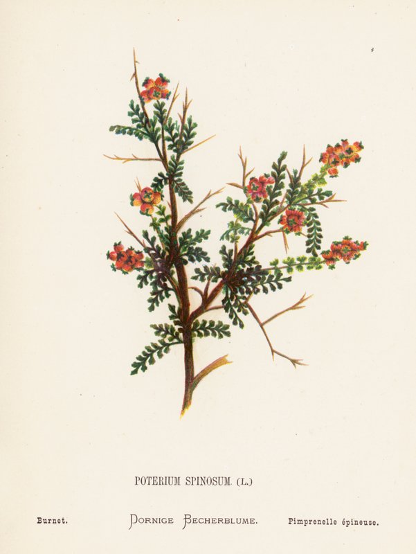 Flores silvestres de Tierra Santa: Poterium Spinosum; Burnet (grabado coloreado) de Hannah Zeller