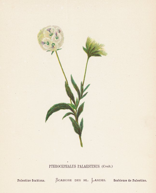 Flores silvestres de Tierra Santa: Pterocephalus Palaestinus, Coult; Palestine Scabious (grabado coloreado) de Hannah Zeller